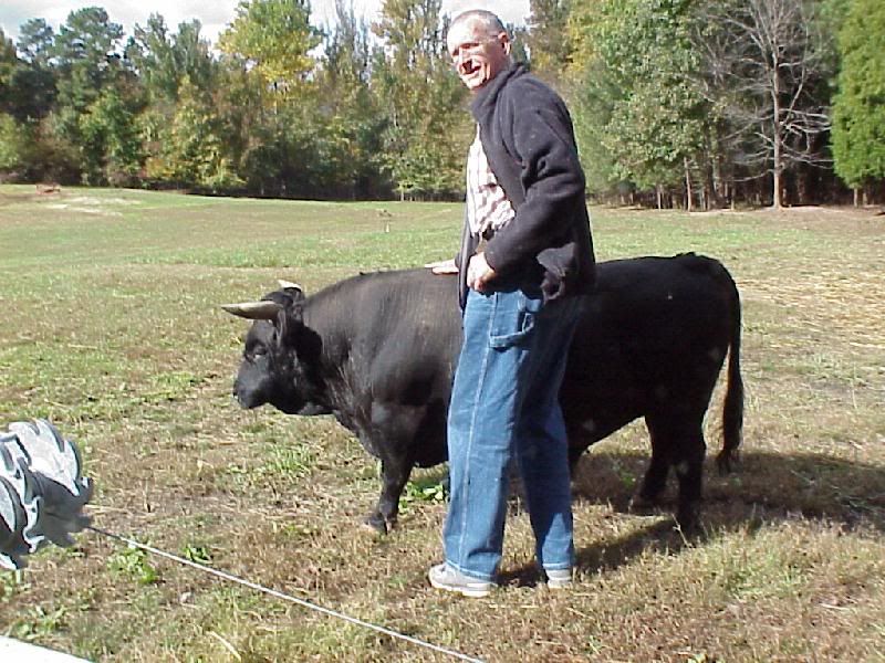 A tribute to Noelly - Cattle