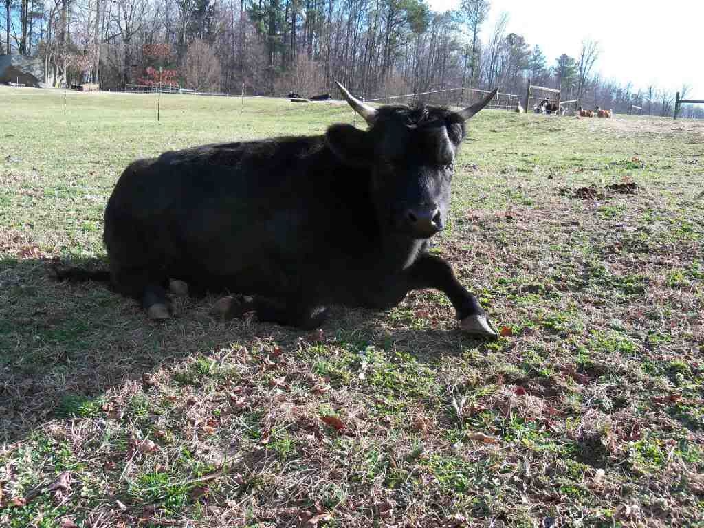 What does your pasture look like today?? - Cattle
