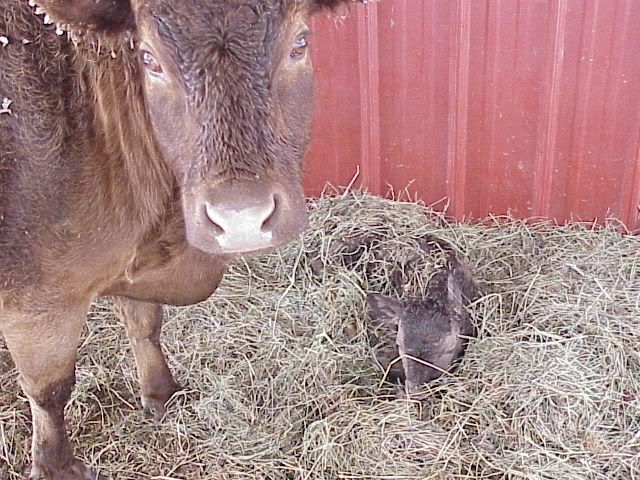 Miniature Dairy Cattle - Cattle