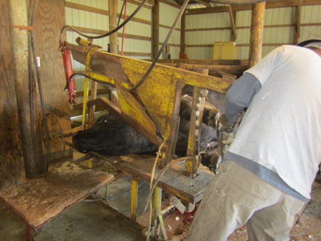 A visit to the tilt table - Cattle