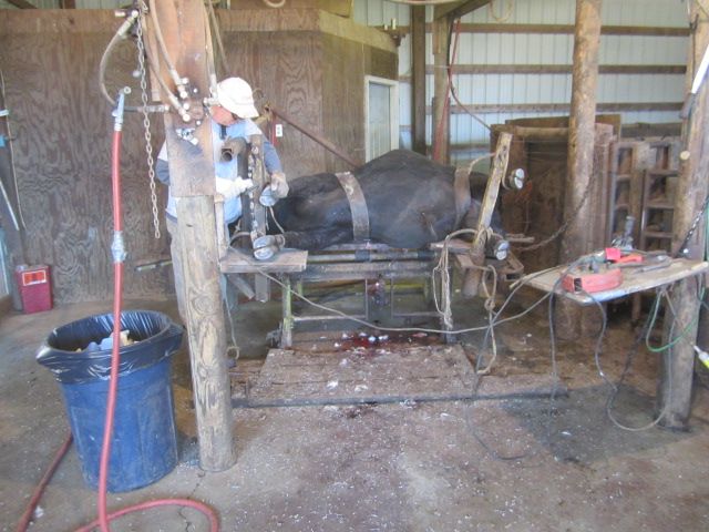 A visit to the tilt table - Cattle