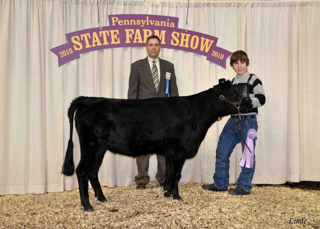 Dexter bull for sale - Cattle