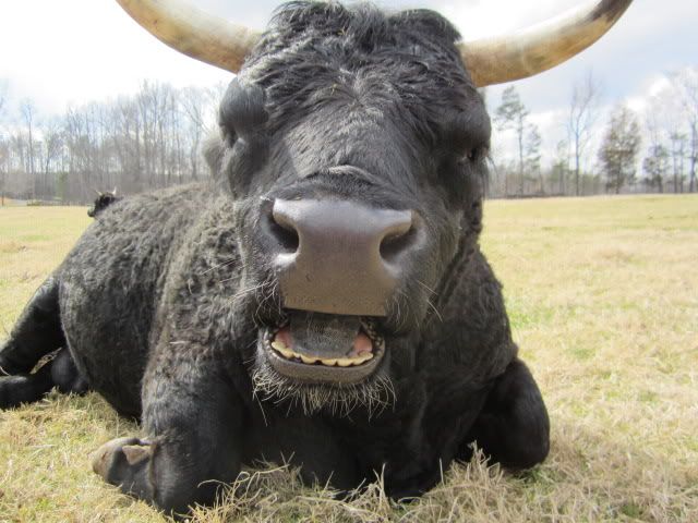 Have you ever seen a bull grin? - Cattle
