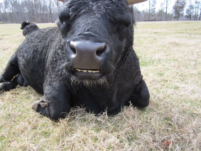Have you ever seen a bull grin? - Cattle