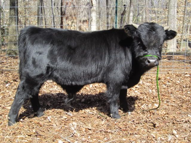 Thoroughbred racing Dexter bull - Cattle