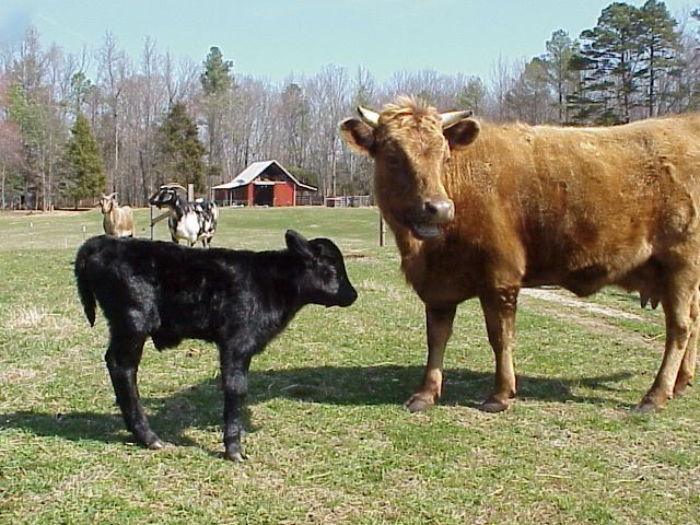 Dexter vs Jersey -which one is The Best? - Cattle