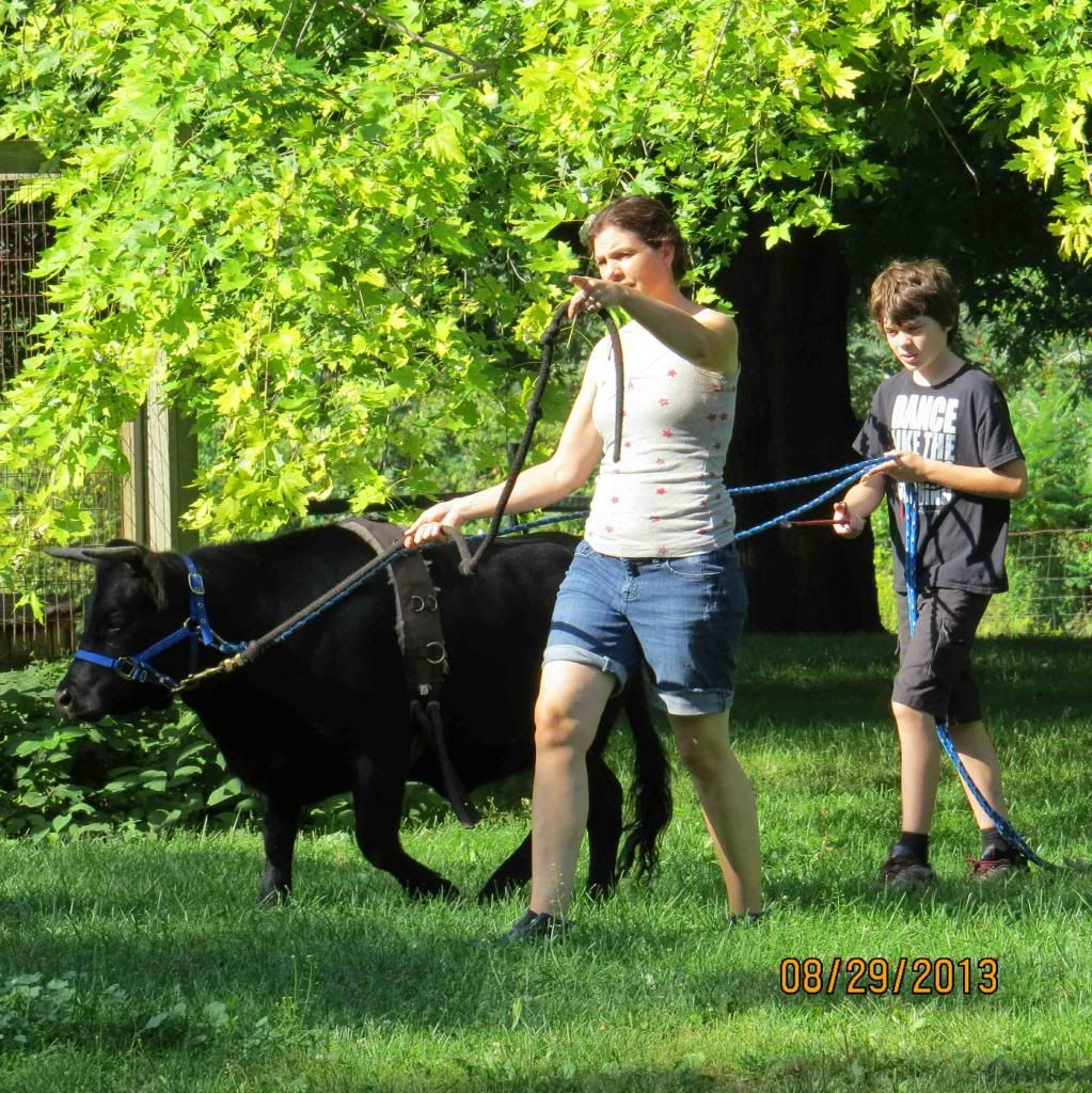 The Dexter heifer you've been waiting for - Cattle