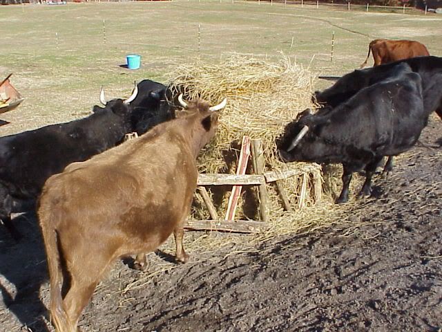 Calves in the round bale feeder. - Cattle