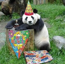 21367-Panda-Celebrates-1st-Birthday.jpg