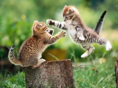 photo Kitten-pic-cute-kittens-16292210-1024-768_zpsdeee990d.jpg