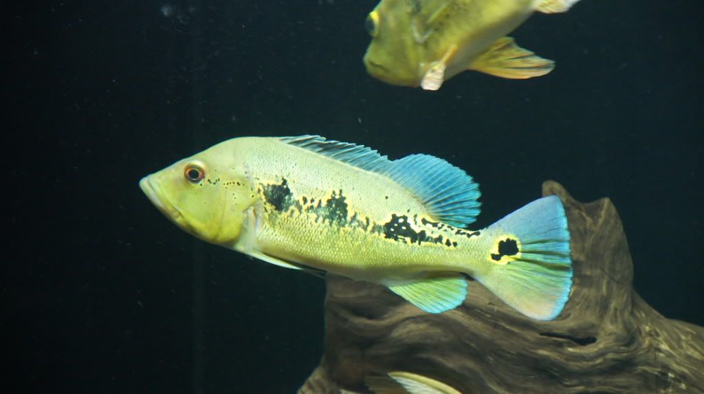 orino peacock bass