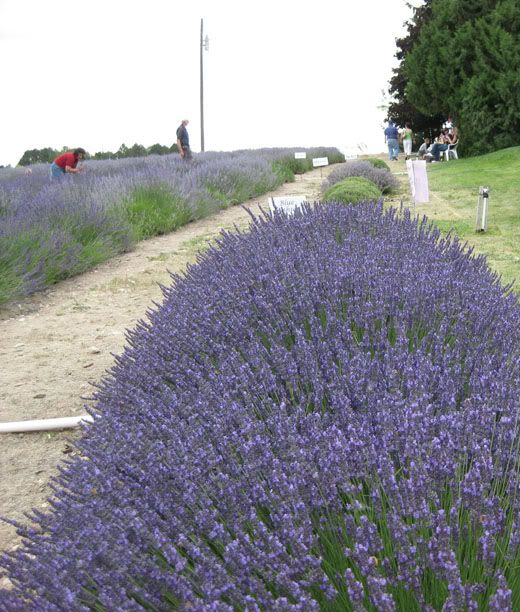 Lavender fields on Locust Lane