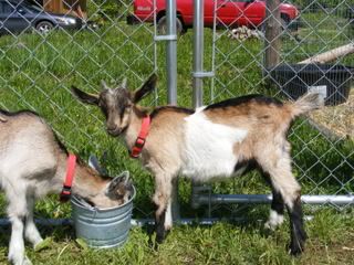 Buckling name ideas needed! - Goats