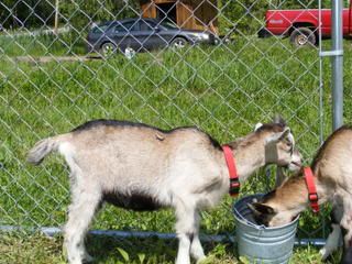 Buckling name ideas needed! - Goats