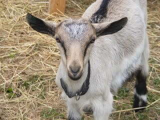 Introducing Danger Zone! - Goats