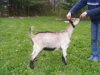 Introducing Danger Zone! - Goats