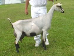 Introducing Danger Zone! - Goats