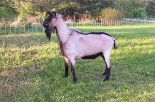 Introducing Danger Zone! - Goats