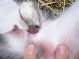 banding question - Goats