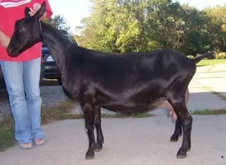 Introducing Danger Zone! - Goats