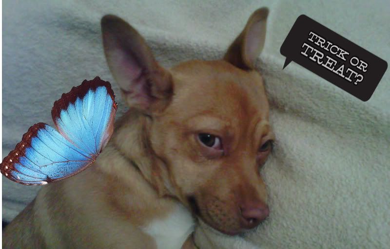 Banfield_Bia_the_butterfly.jpg