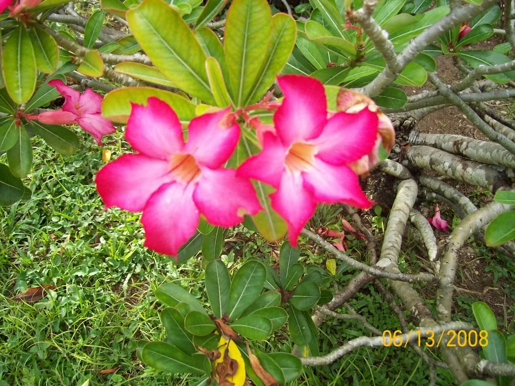 Guam Flowers Photo by Nannaslove43 Photobucket