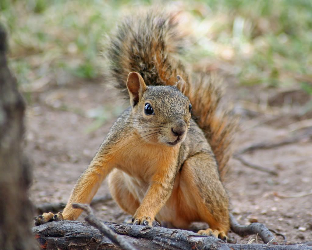 squirrel photo: Squirrel TexasCapitol-144.jpg