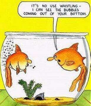 fish-farting-bubbles1.jpg