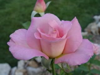 ... one of my favorite roses, in fact, I have two of these rose bushes