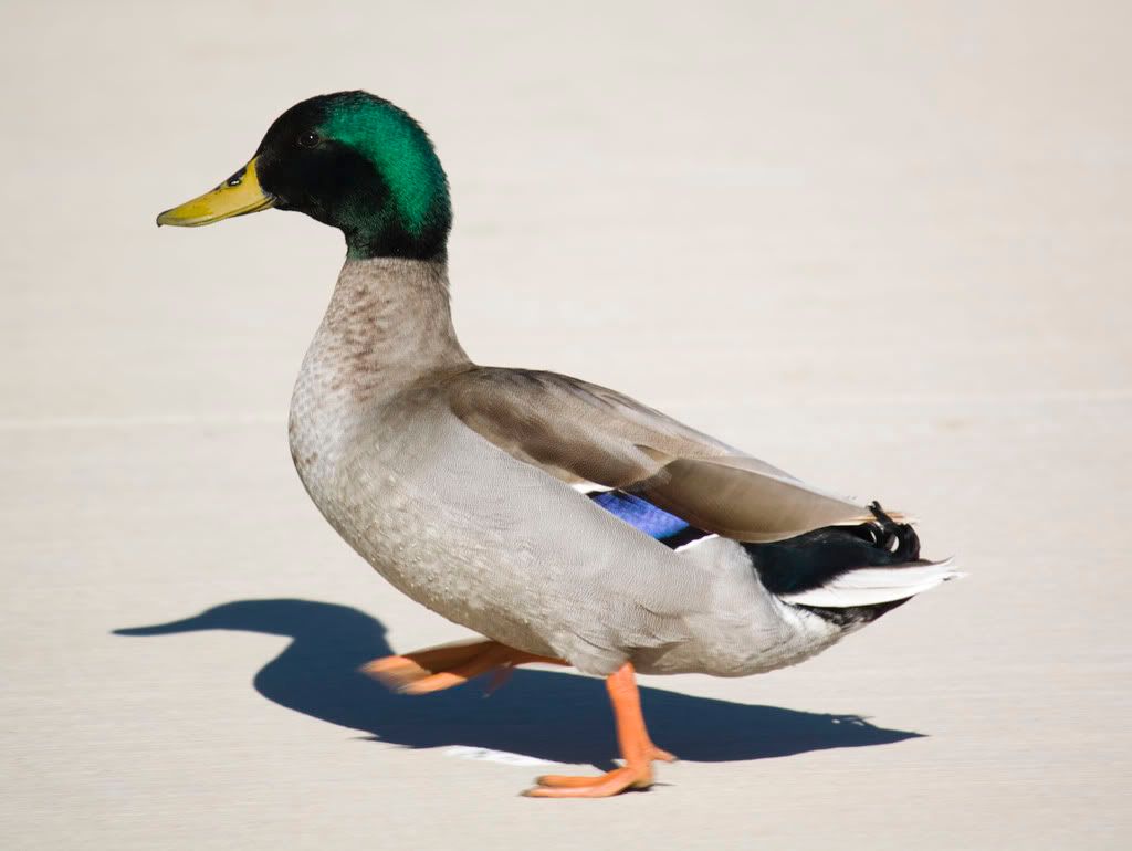 IMAGE: http://i270.photobucket.com/albums/jj117/michellem1118/Duck.jpg