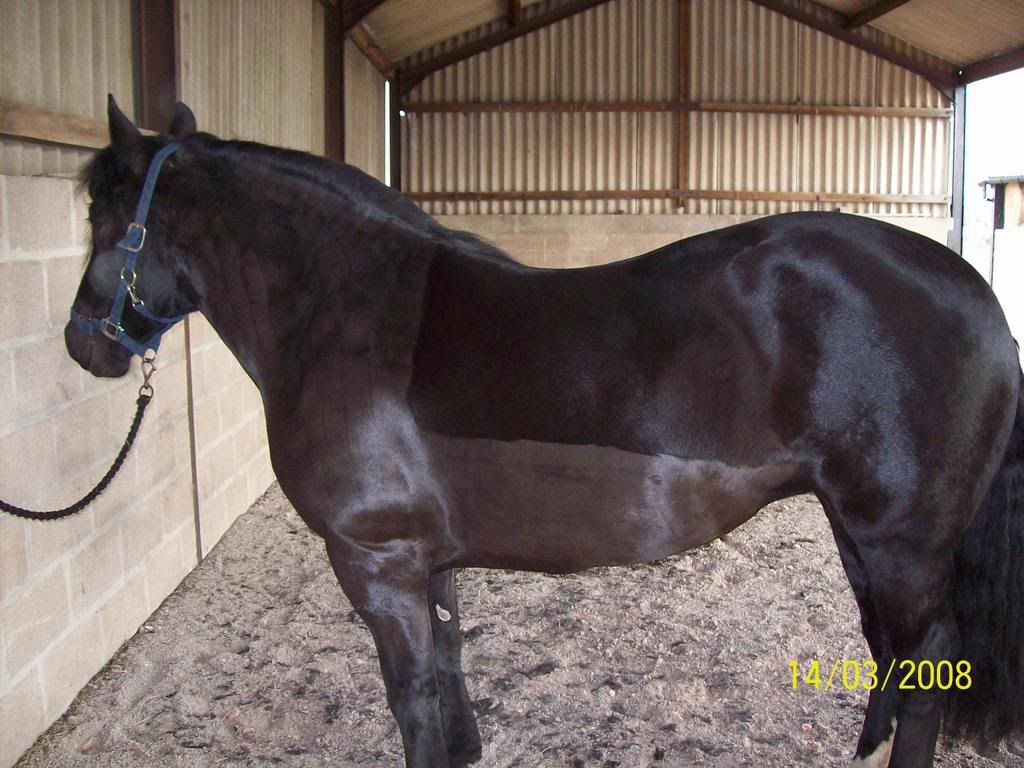 Pictures please of your clipped horses Page 2