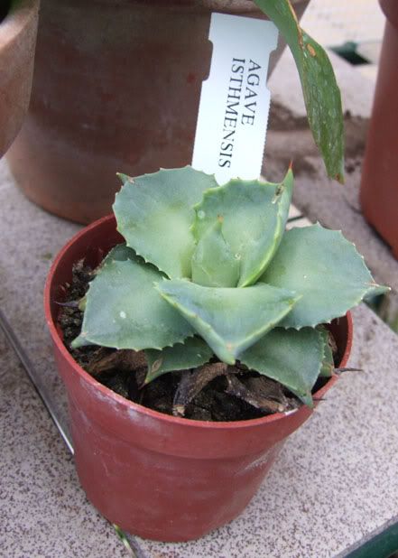 DSCF2606.jpg