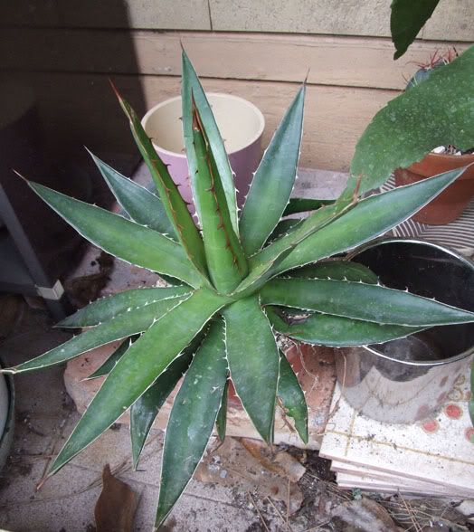 DSCF2607.jpg