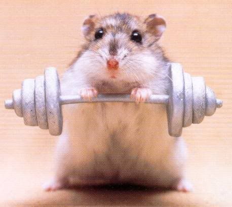 Hamster Weights