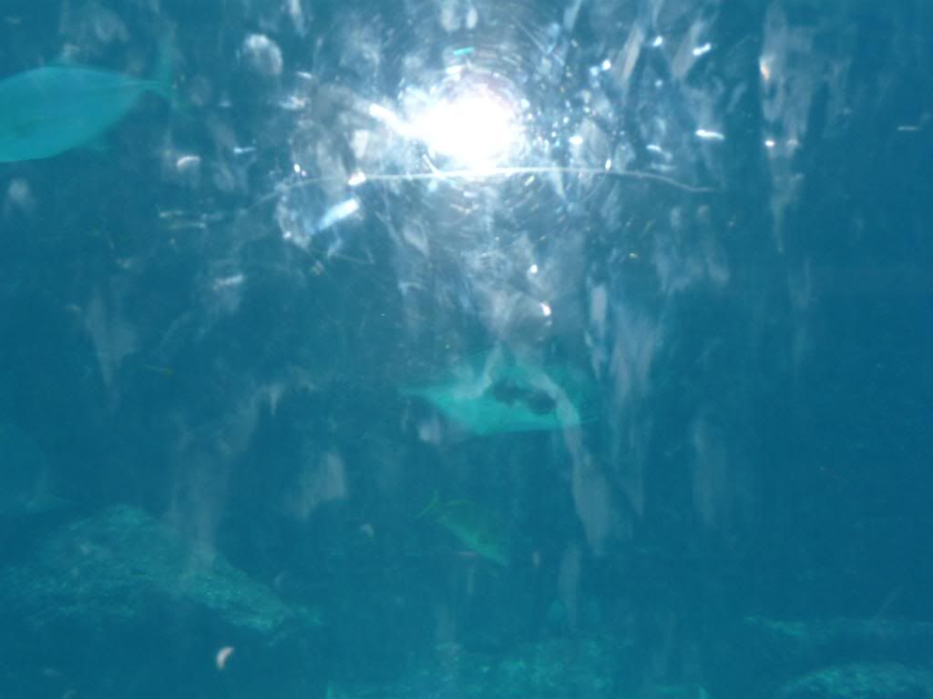 Atlantis Aquarium