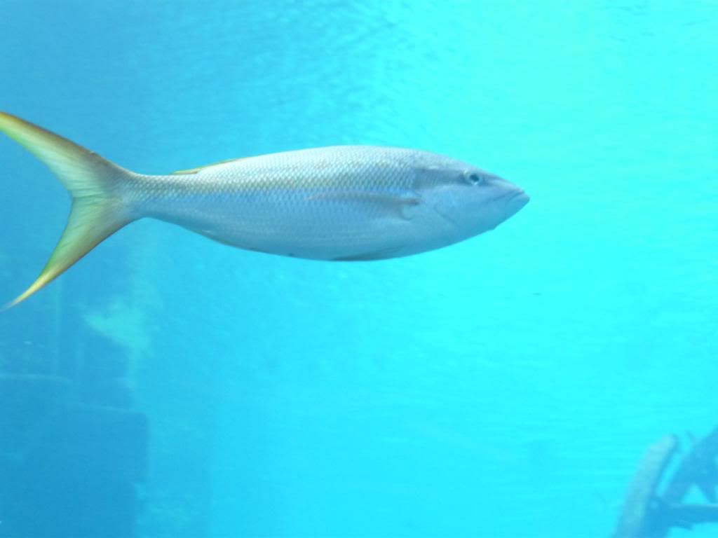 Atlantis Aquarium
