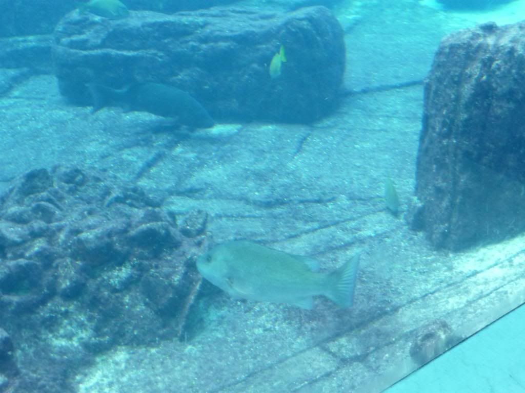 Atlantis Aquarium