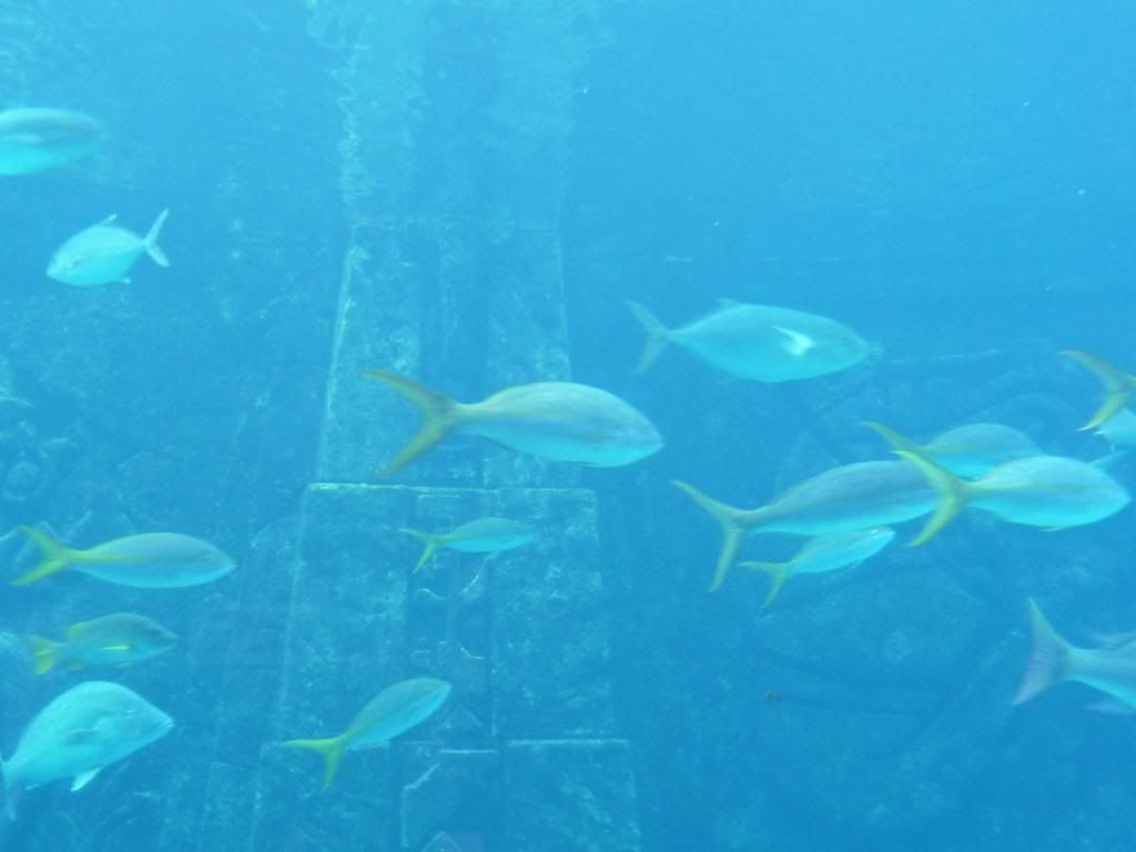 Atlantis Aquarium
