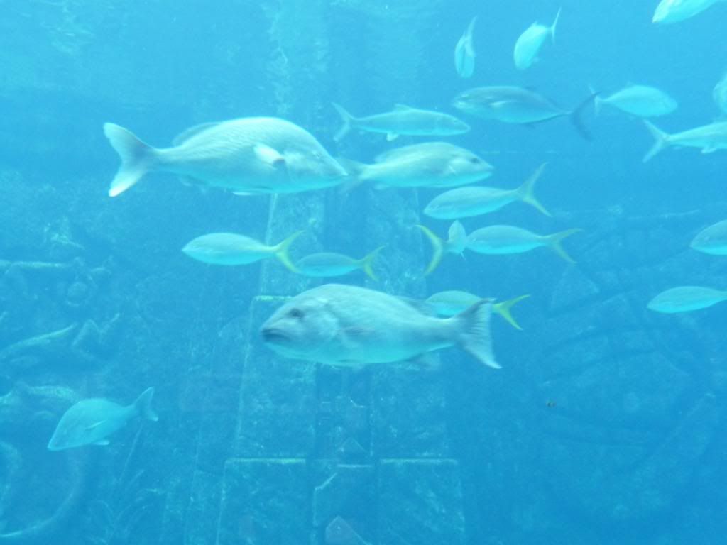 Atlantis Aquarium