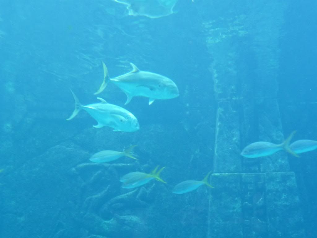 Atlantis Aquarium