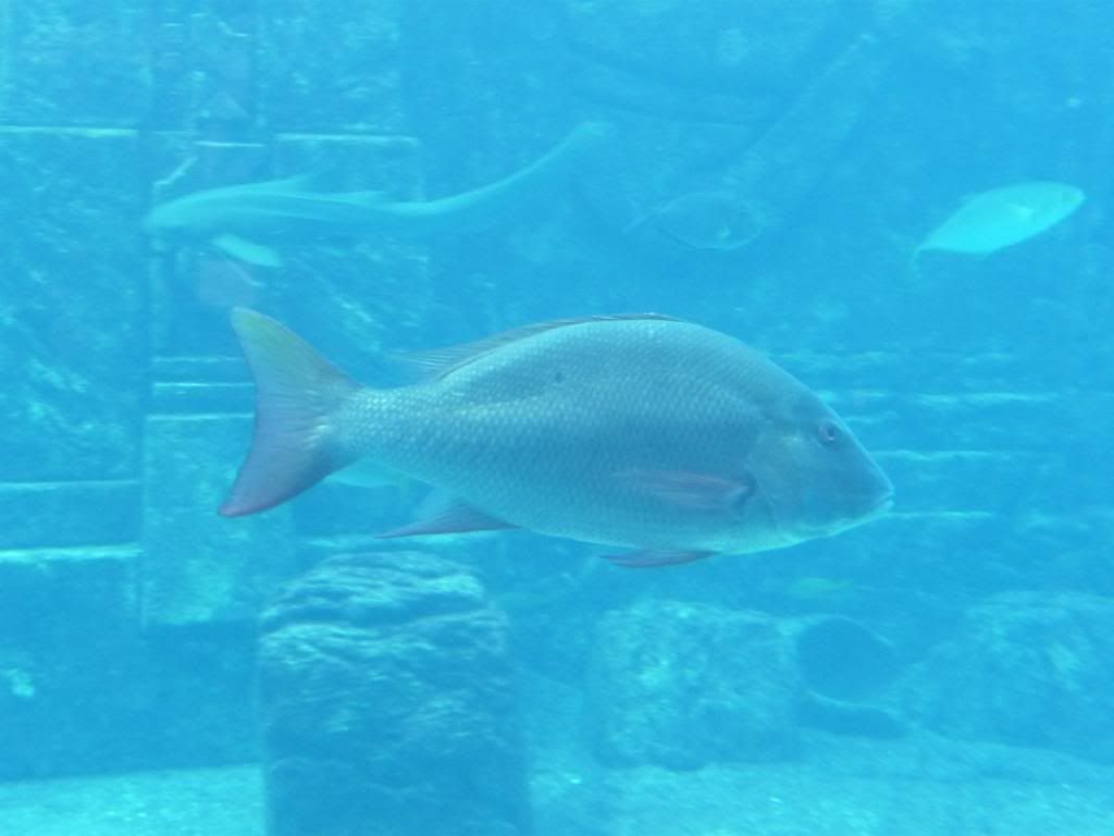 Atlantis Aquarium