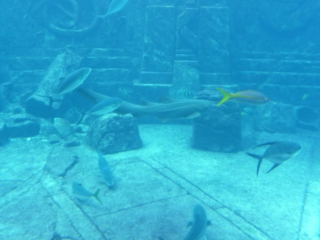 Atlantis Aquarium