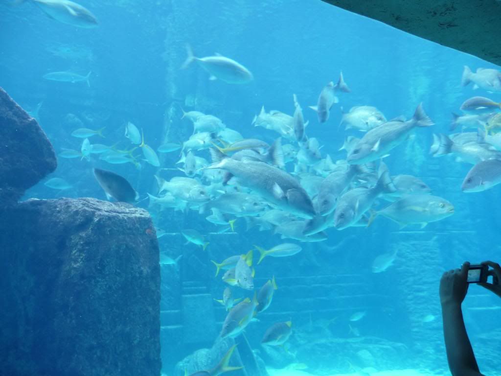 Atlantis Aquarium