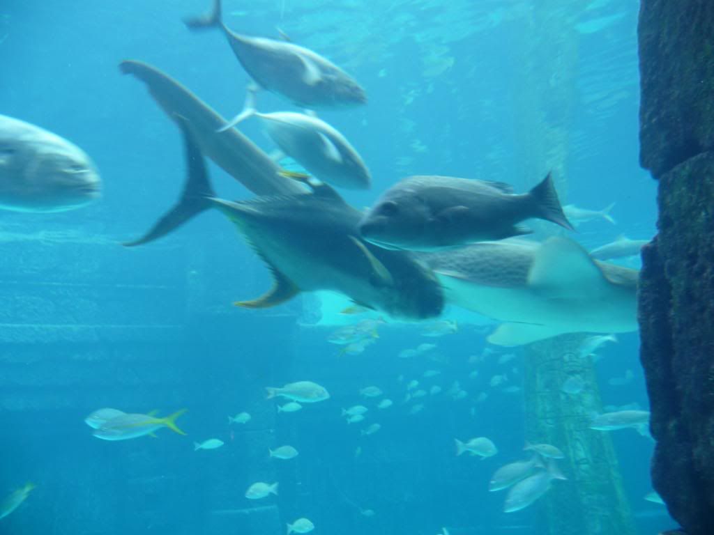 Atlantis Aquarium