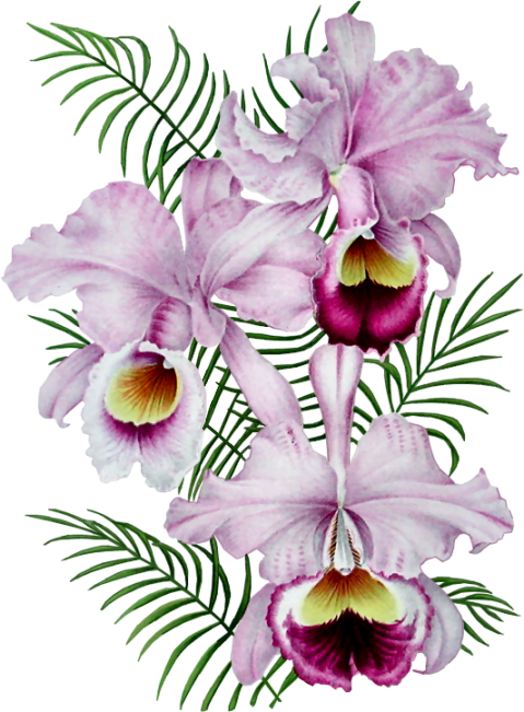 orchid-1.png Photo by hoffmansjh | Photobucket