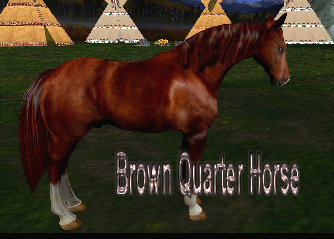  photo Brown Quarter Horse.png