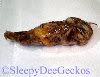 regurgitated mealworms