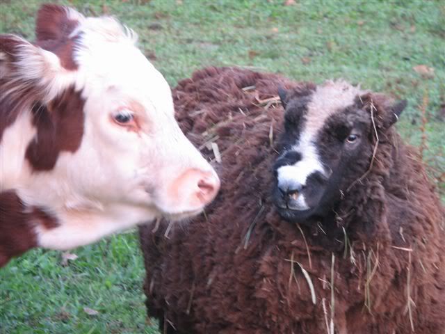 Cows came home this morning plus a surprise - Homesteading Questions