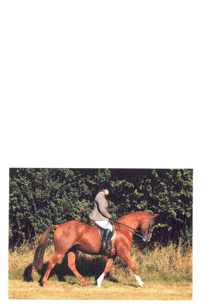 How do you hold your double reins? Horse and Hound Forum