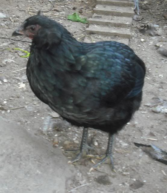 Black Hen